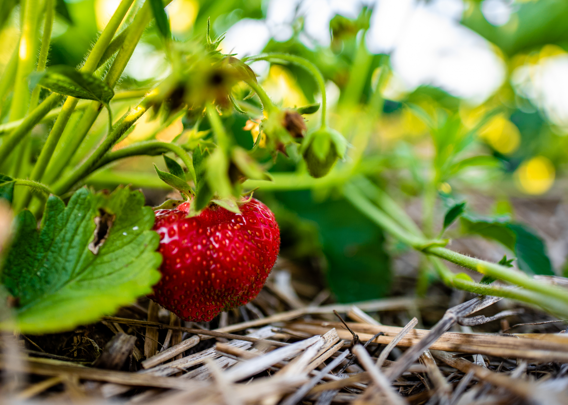 Gladstone Berry Farm in Gladstone, MI