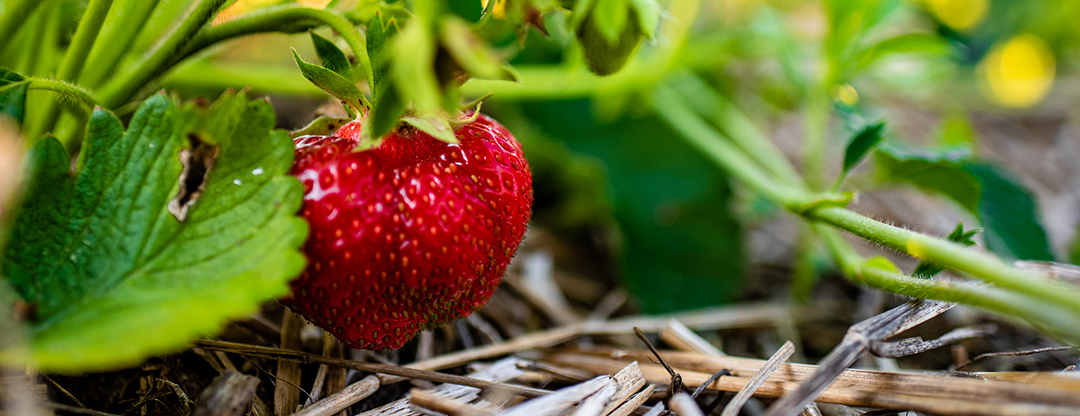 Gladstone Berry Farm fresh strawberries from Gladstone, Michigan