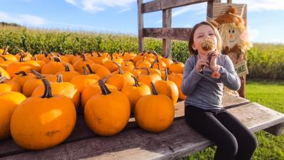 Pumpkin Harvests