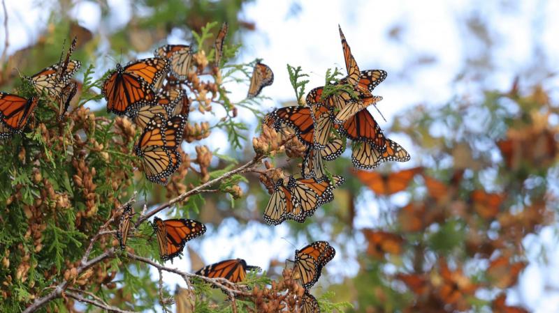 Monarch Butterfly Migration near Escanaba, Michigan