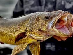 Fall Fishing in Delta Co