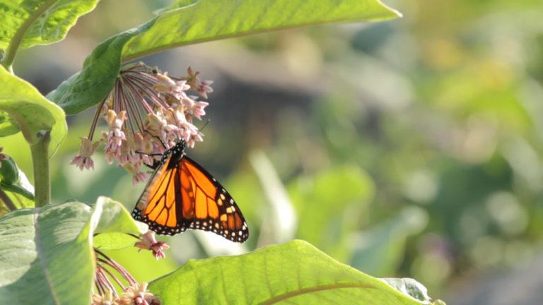 Monarch on milkweed