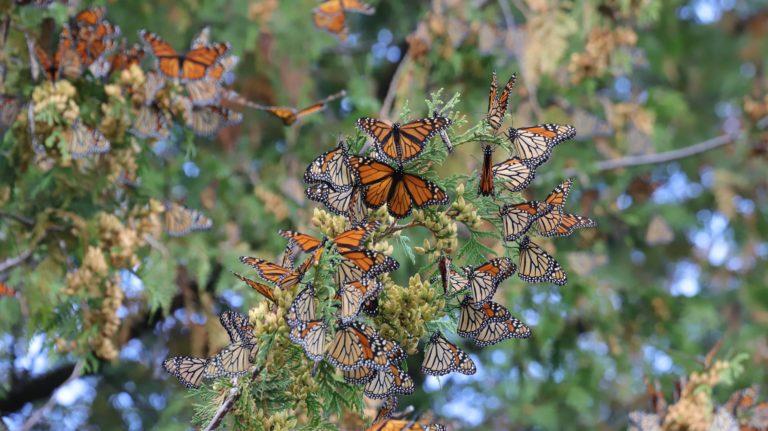 Many monarchs