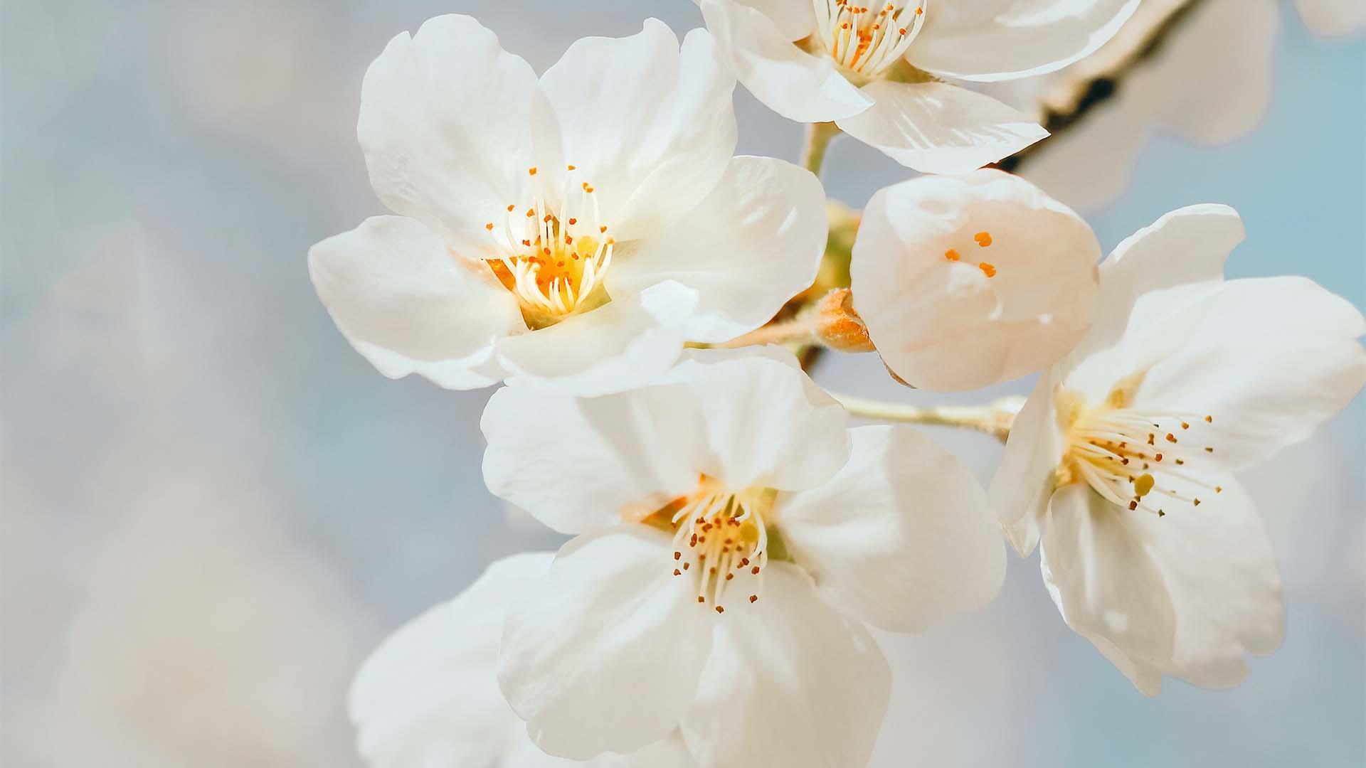 Flower Blossoms