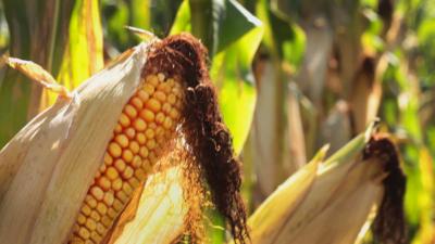 Getzloff Corn Maze