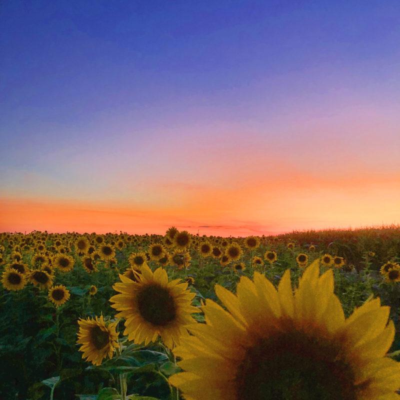 Hall Farms Sunflower Field