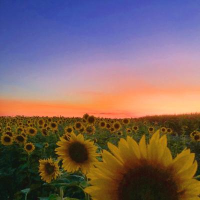 Hall Farms Sunflower Field