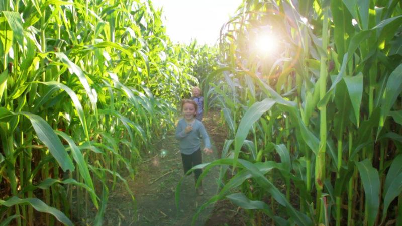 Hayes Corn Maze