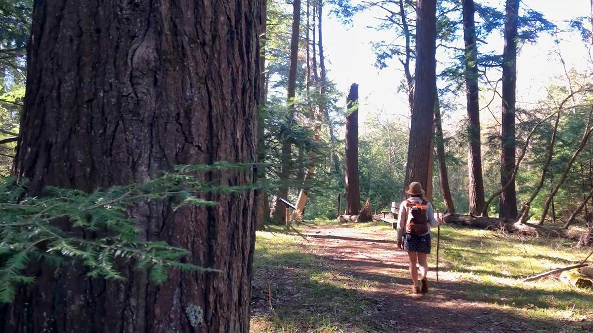 A woman hiking through a forest