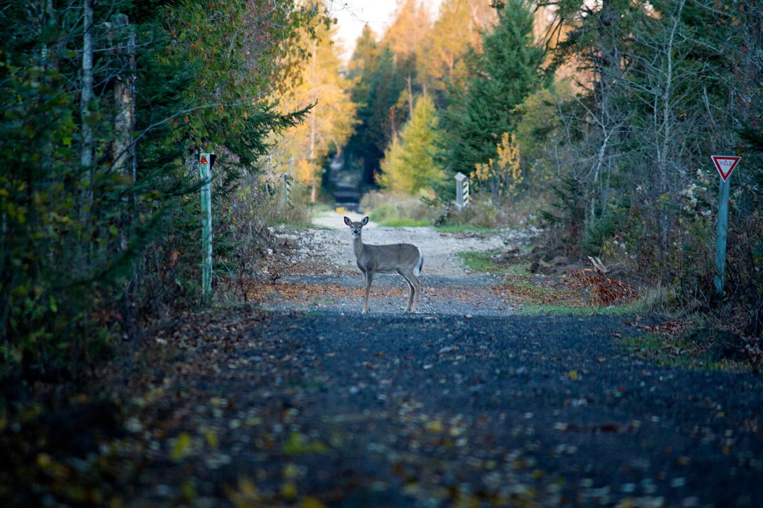 Wildlife-fall-colors