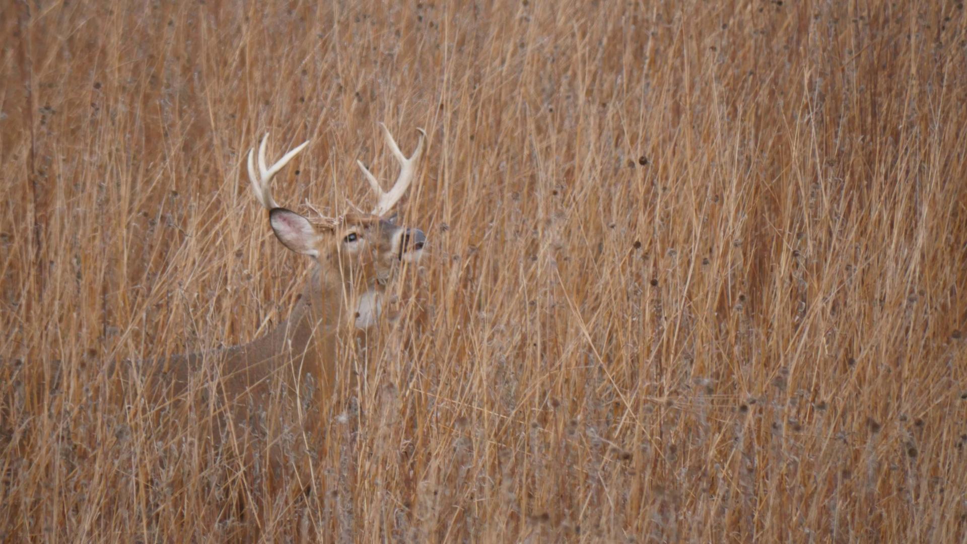 A whitetail buck