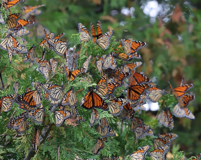 Monarch butterflies