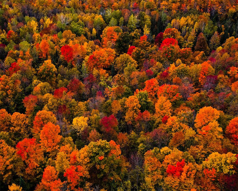 Fall color trees