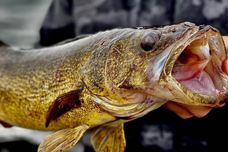 A man holding up a walleye.