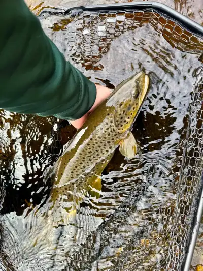 A large brown trout in a net.