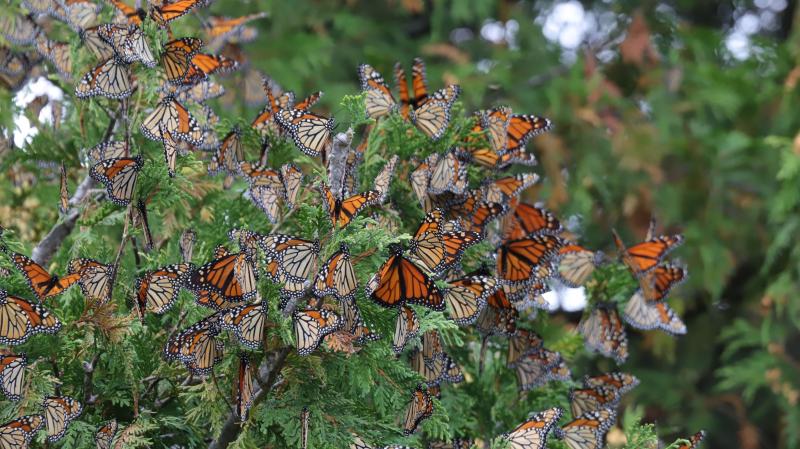 Monarch butterflies covering tree branches during migration.
