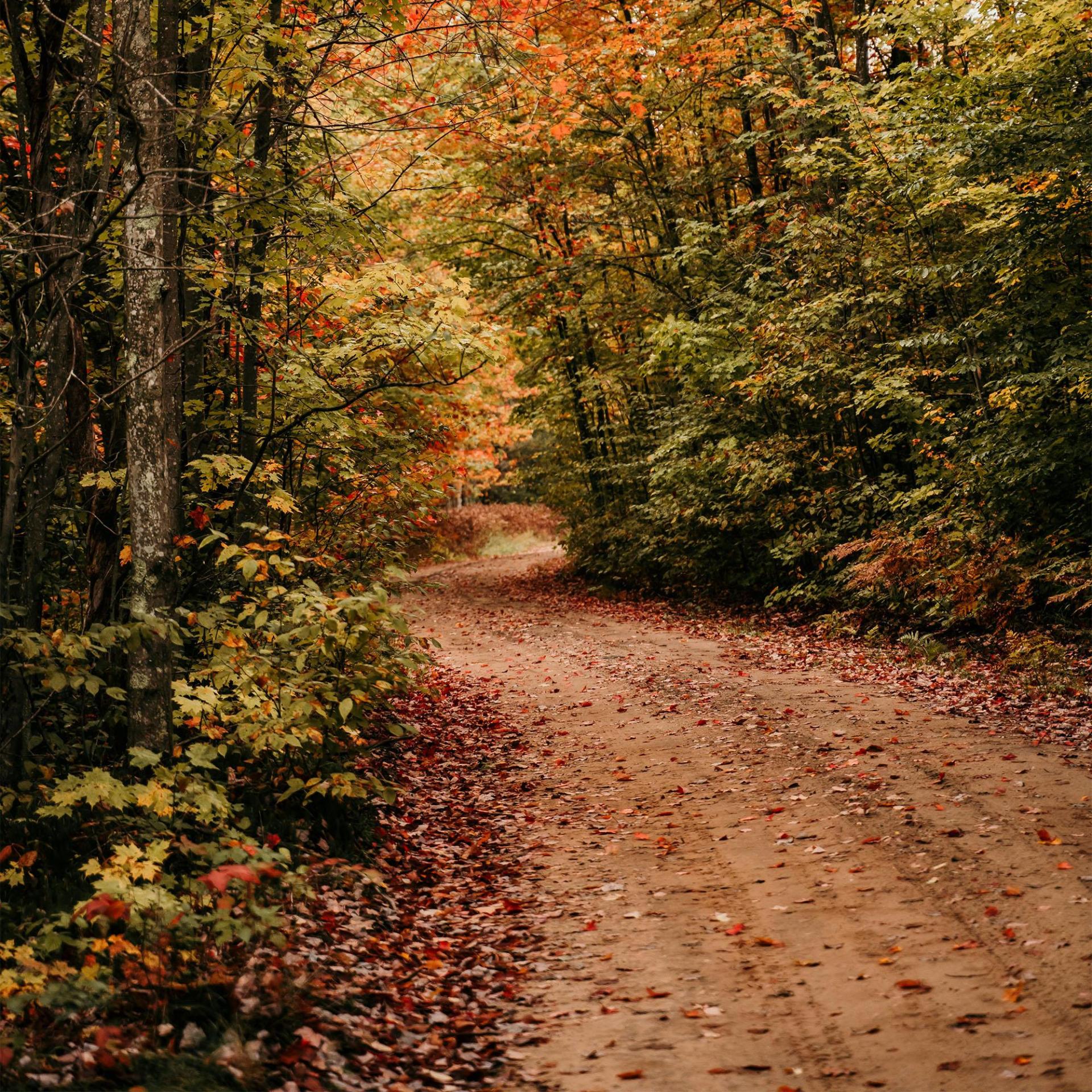 A forest trail surrounded by vibrant fall colors.