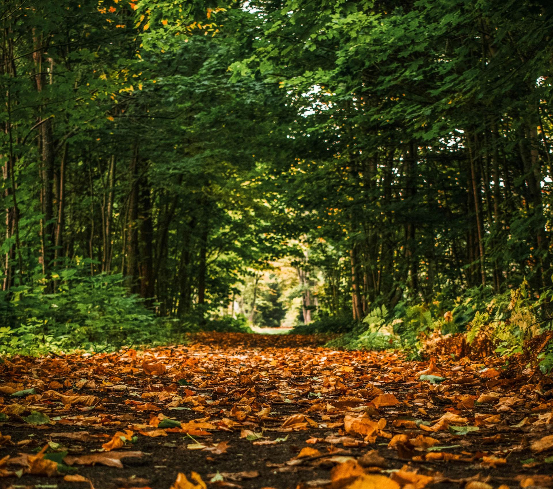woodland trail showcasing the first hints of fall color.