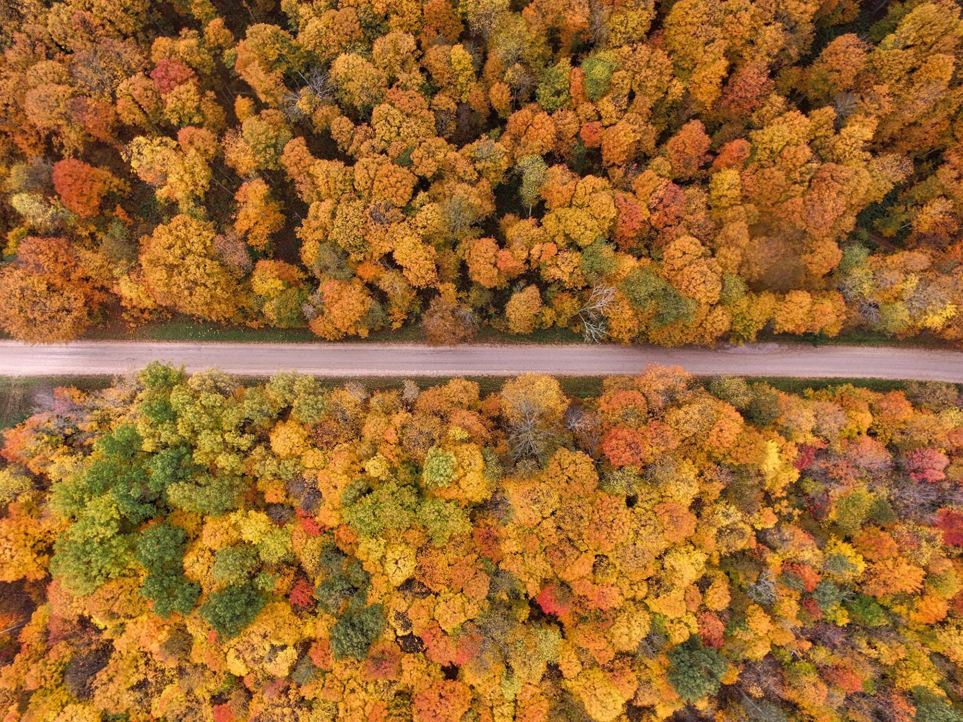 Aerial view of a straight stretch of trail surrounded by peak fall colors.