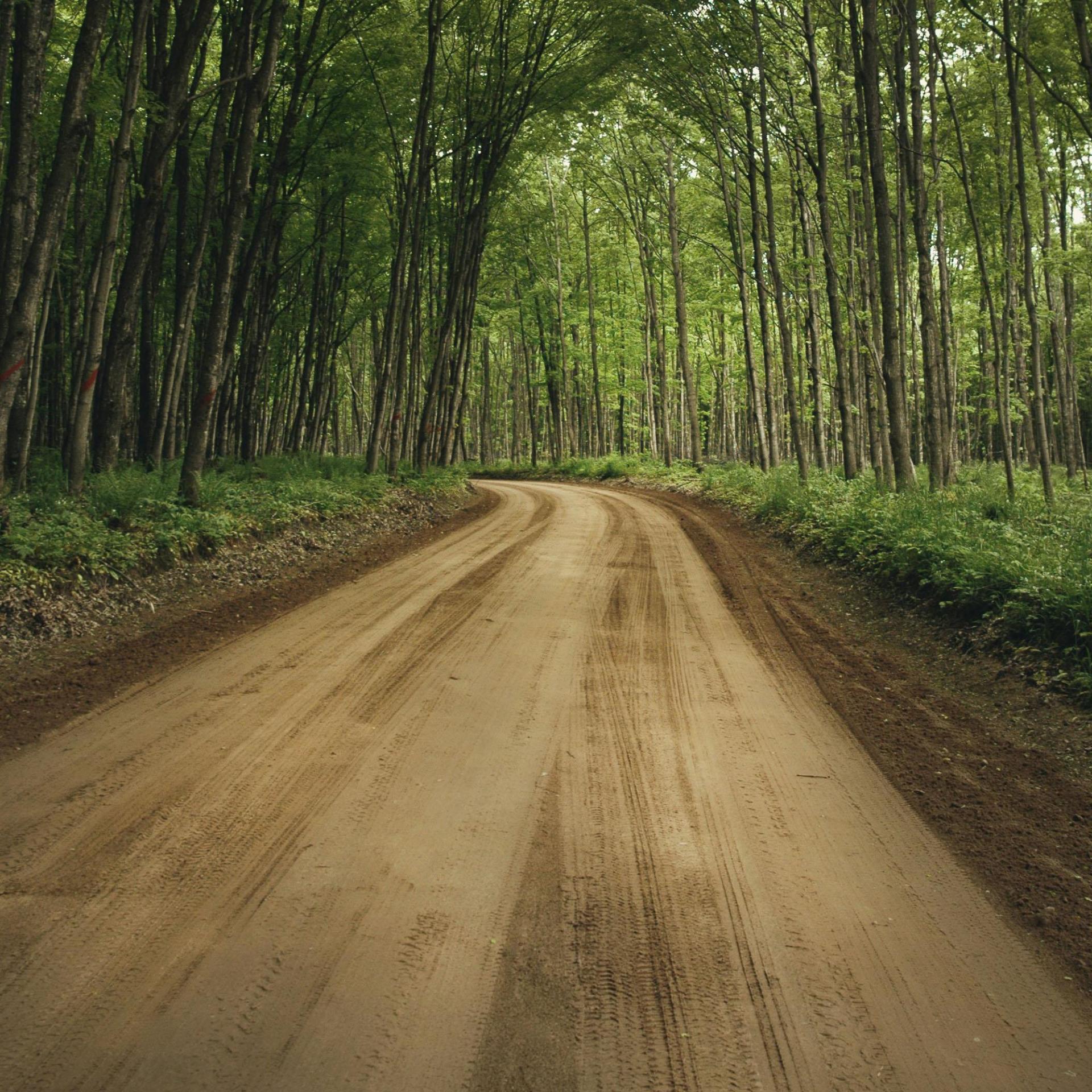 A tree-lined dirt road cutting through a dense forest in early summer.