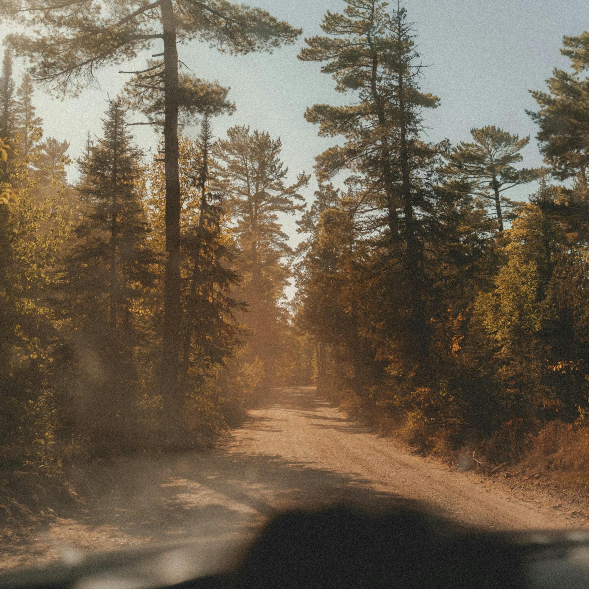 A tree-lined dirt road cutting through a dense forest in early fall.