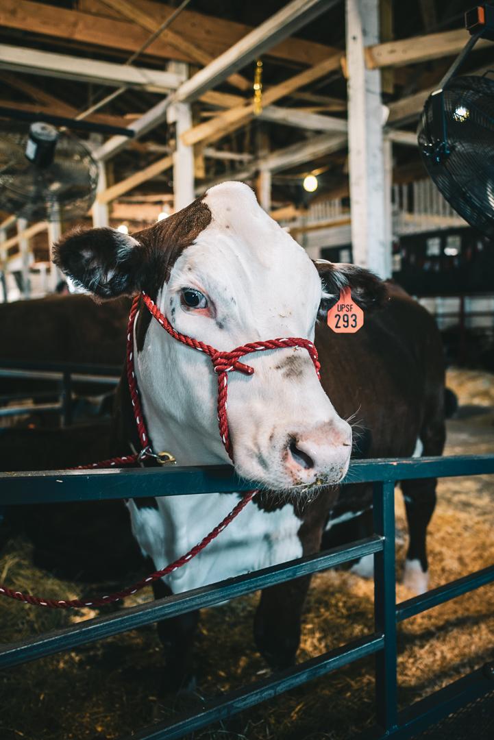Pretty Cow