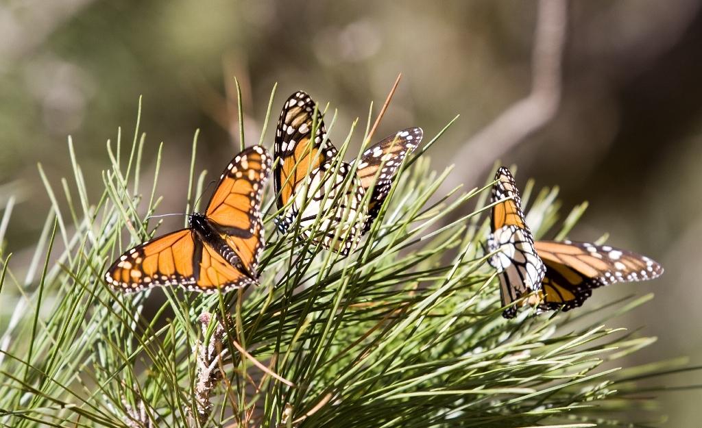 Butterflies in foliage