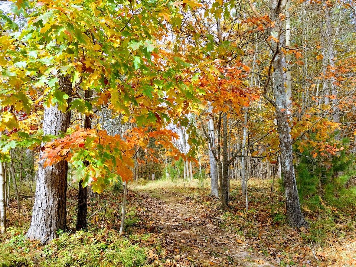 Trees in fall trail