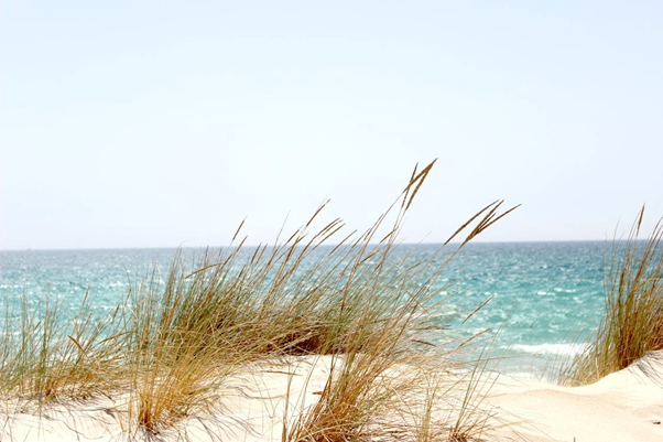 beach grass along lake michigan