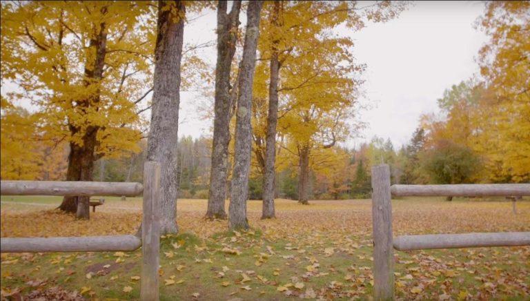 fall trees in a green space with a wooden fence