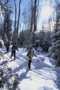 cross country skiiers in the forest