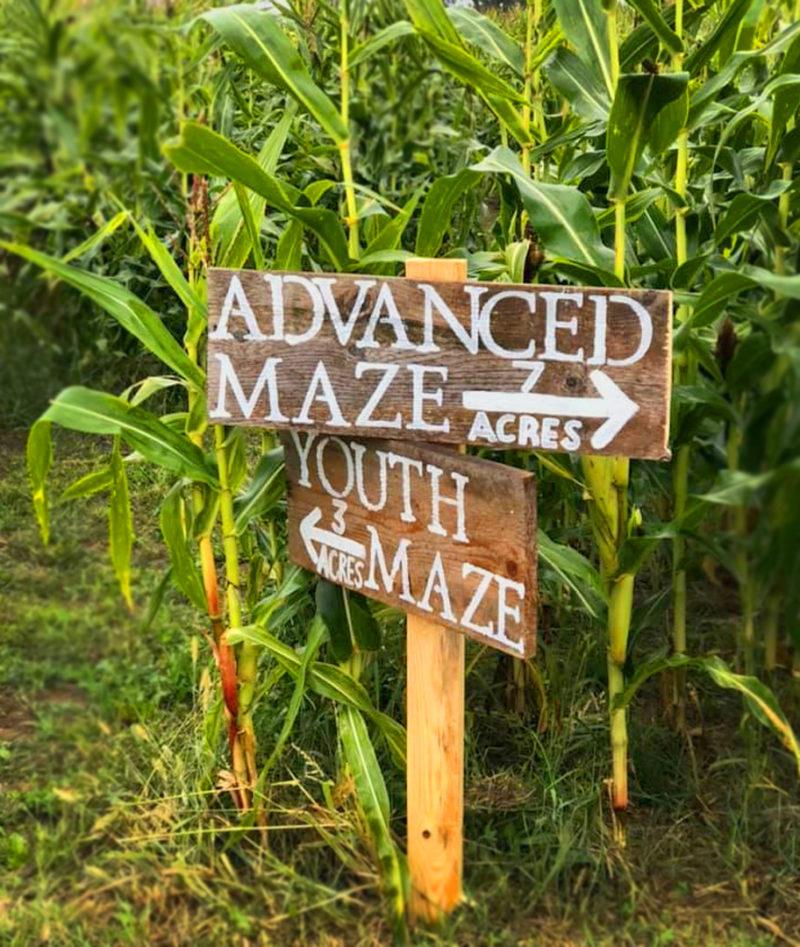 Bower Family Corn Maze