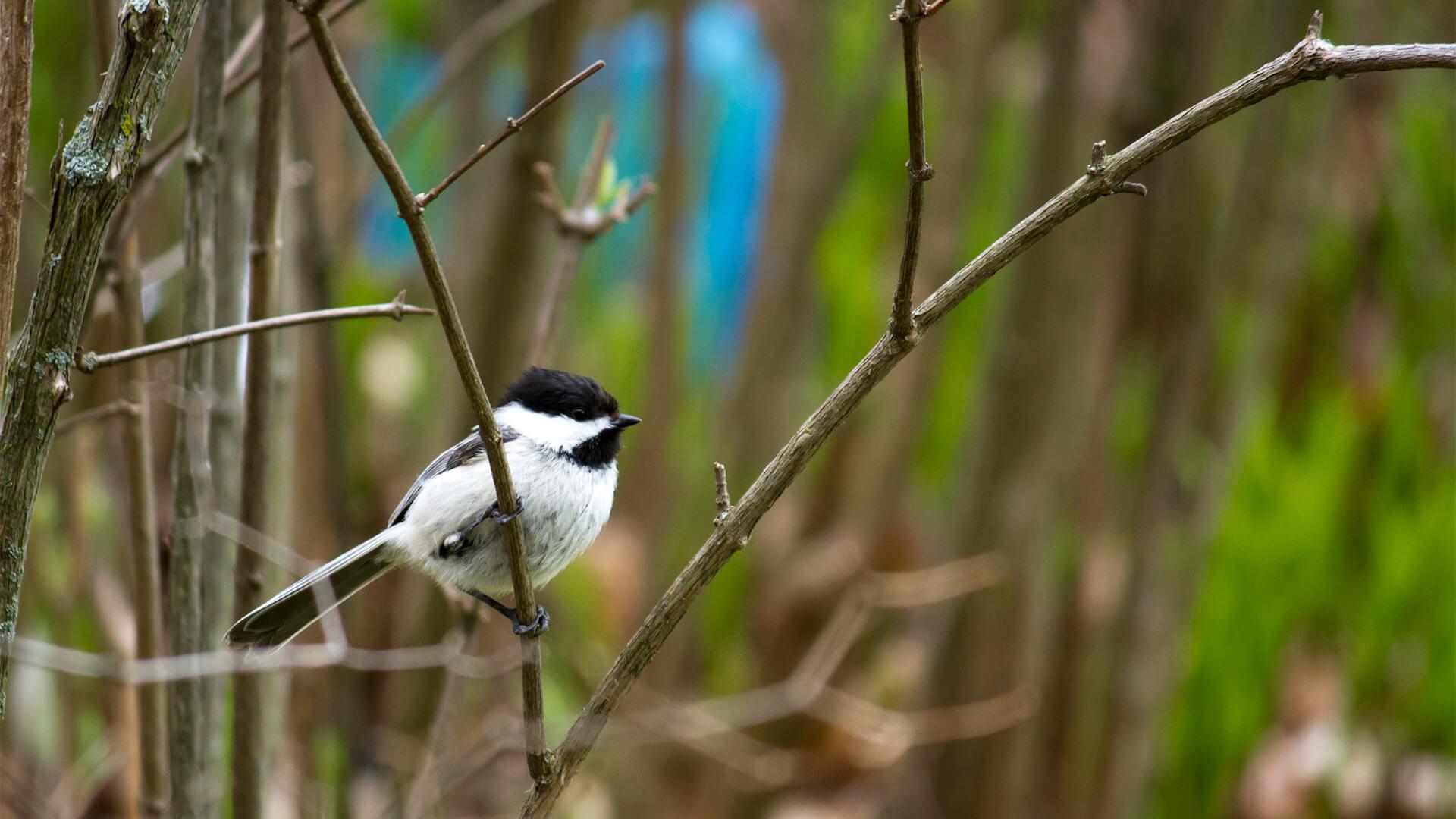 Chickadee sitting on a branch in the springtime