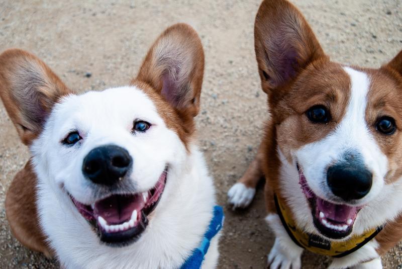 2 corgie dogs sitting in the sand looking at the camera