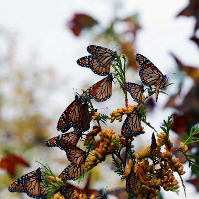 monarch butterfly migration