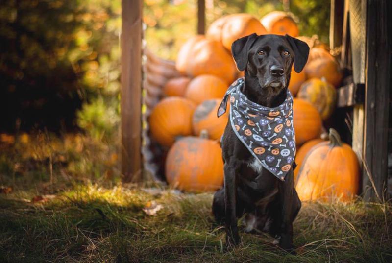 Gladstone in fall