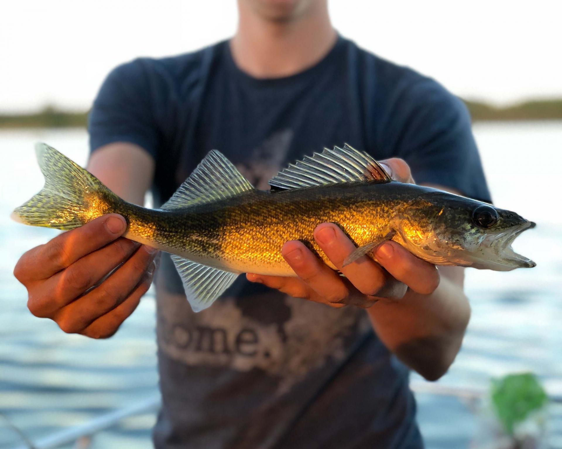 Walleye sport fishing regulations for southeast Michigan available