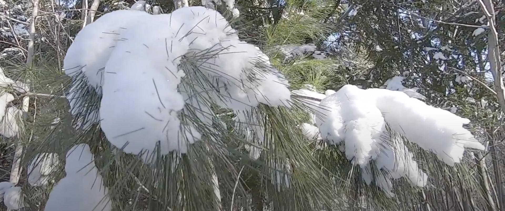 snowy tree limbs