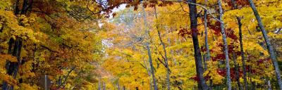 Fall Color Tours