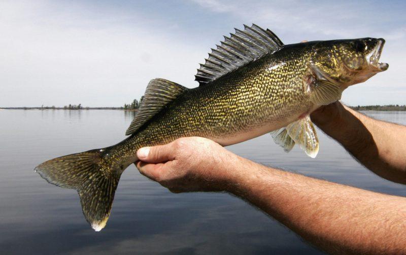 Walleyes and Warm, Warm Weather - Big Rock Resort