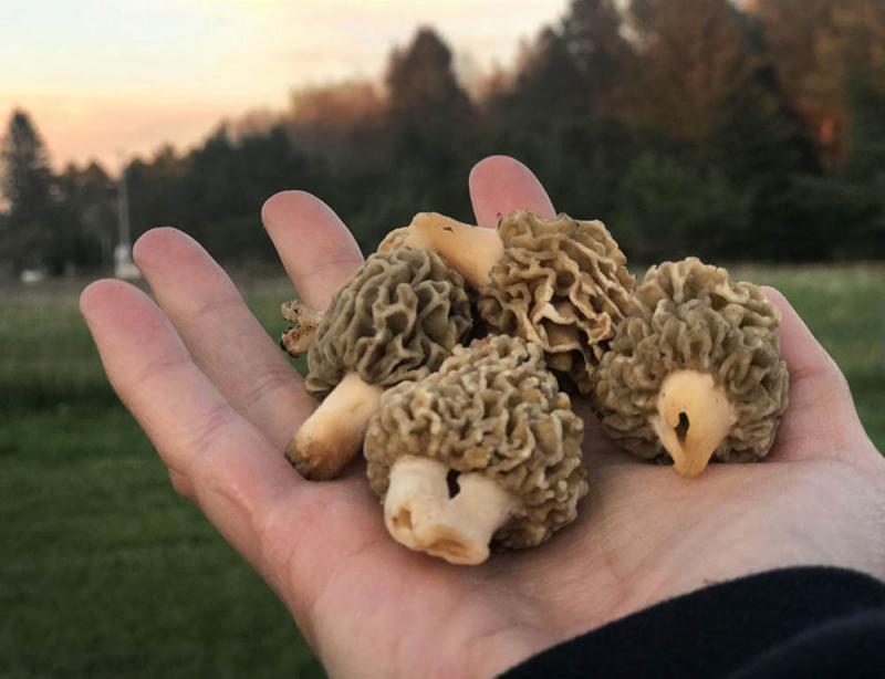 A hand holding morel mushrooms.