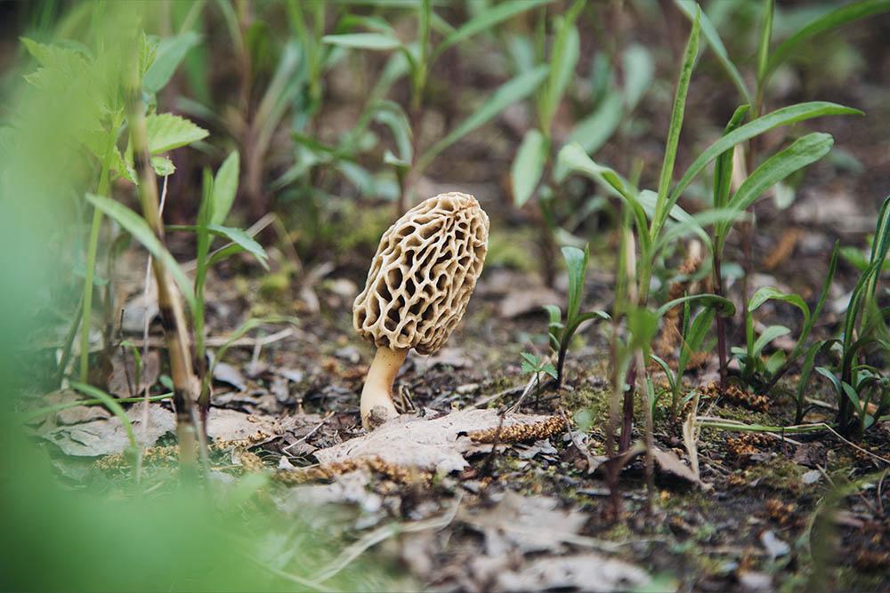 A morel mushroom growing out of the ground.