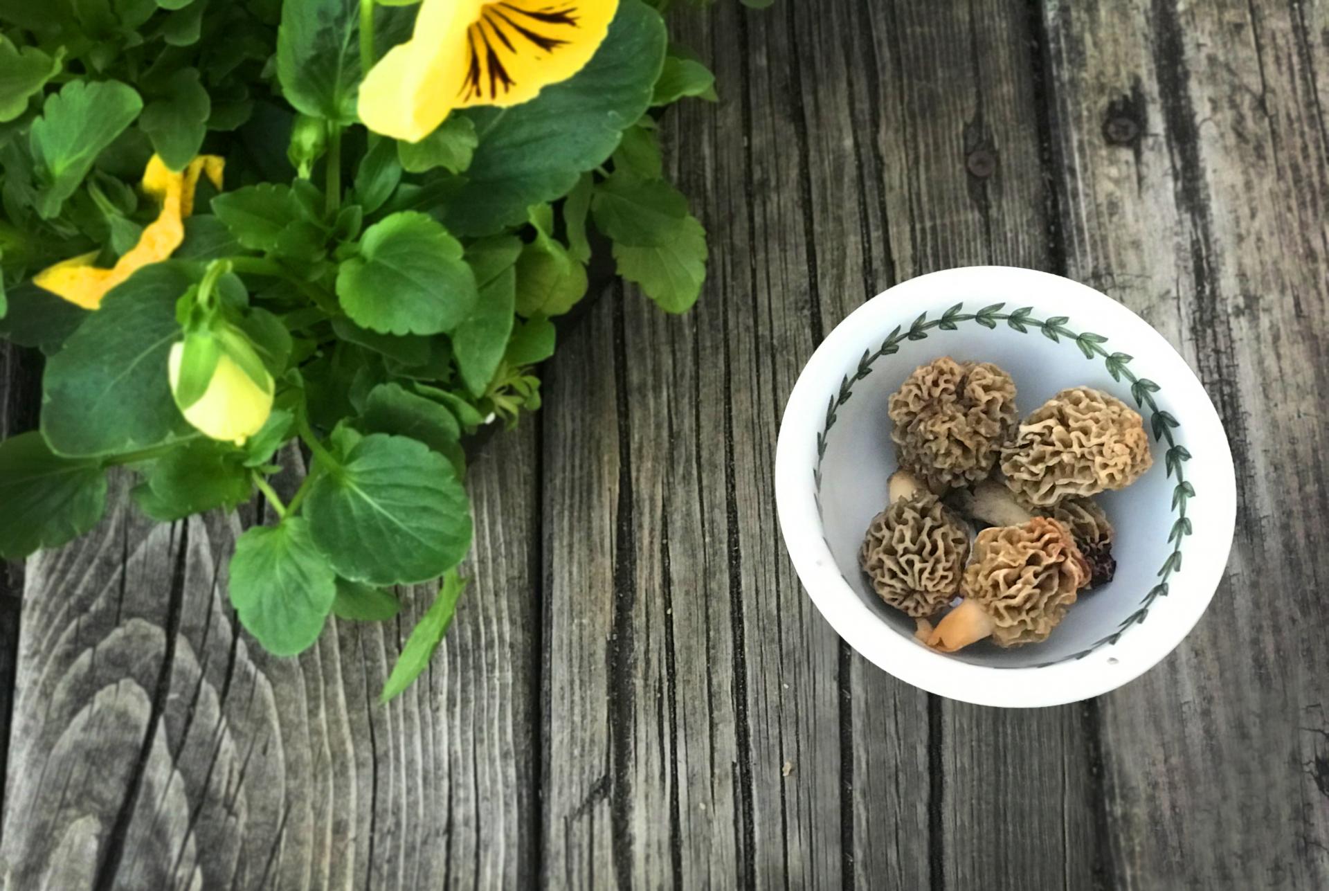 Morels on table