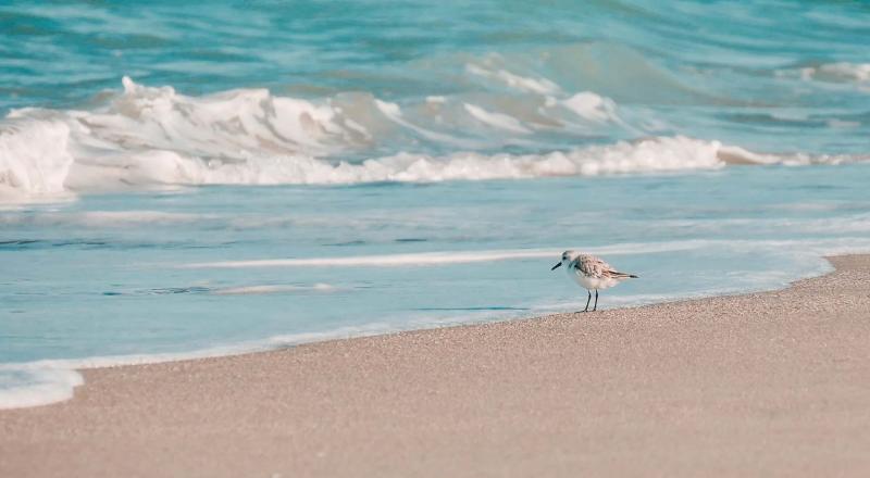 Sand piper on beach