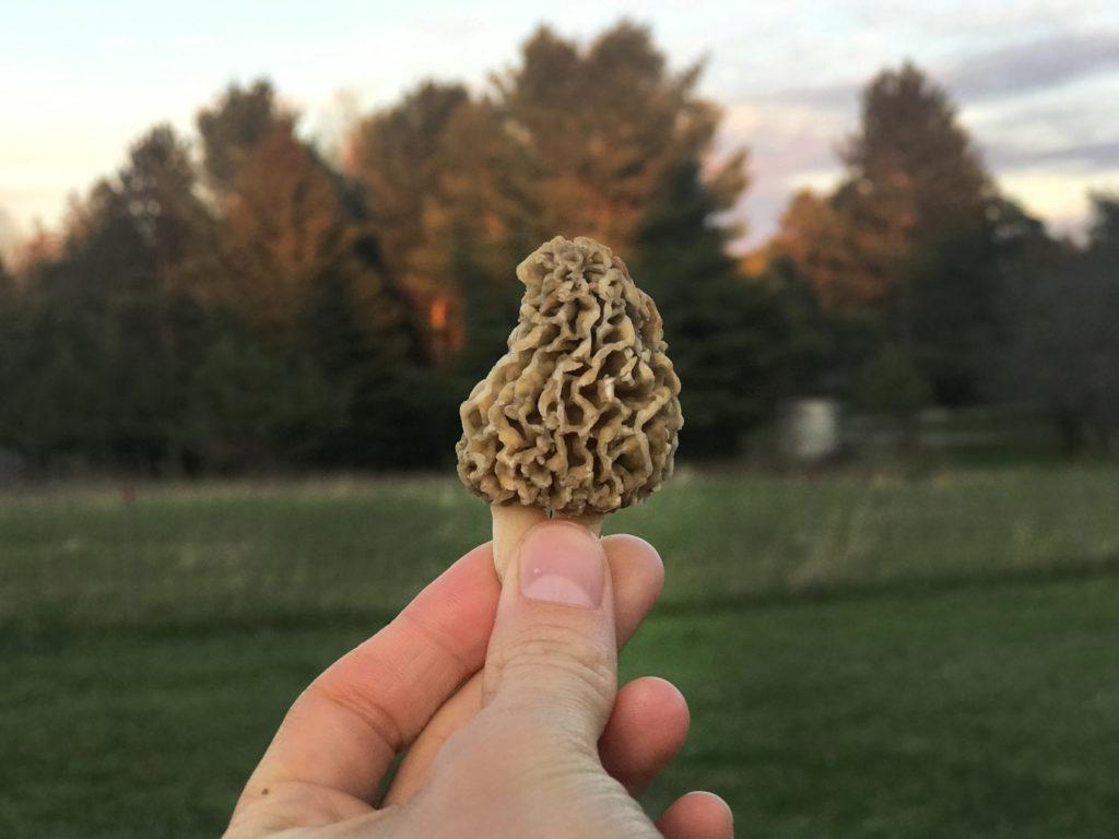 Morel In Hand