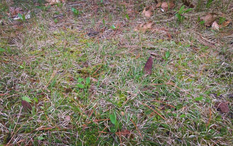 Morel on ground