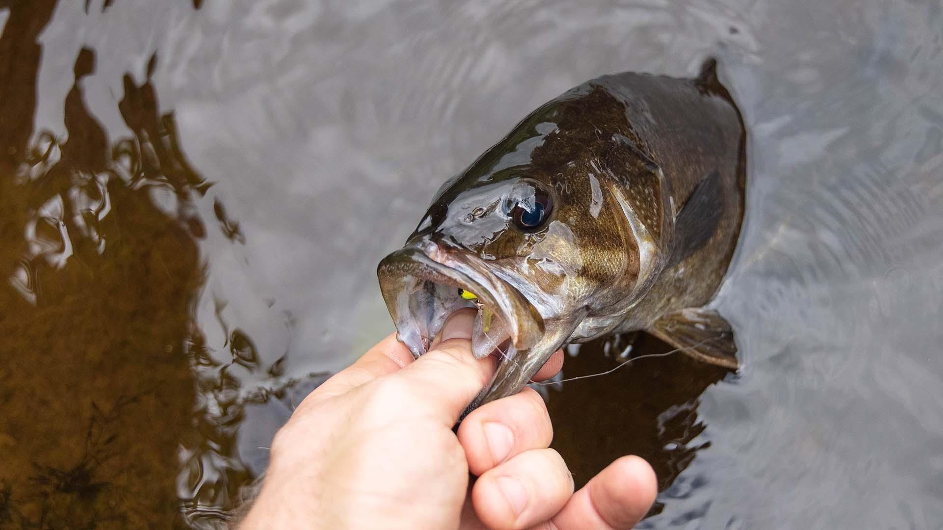 Fisherman picking a smallmouth bass out of the water